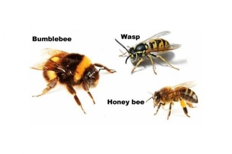 A bumblebee, honeybee and wasp compared