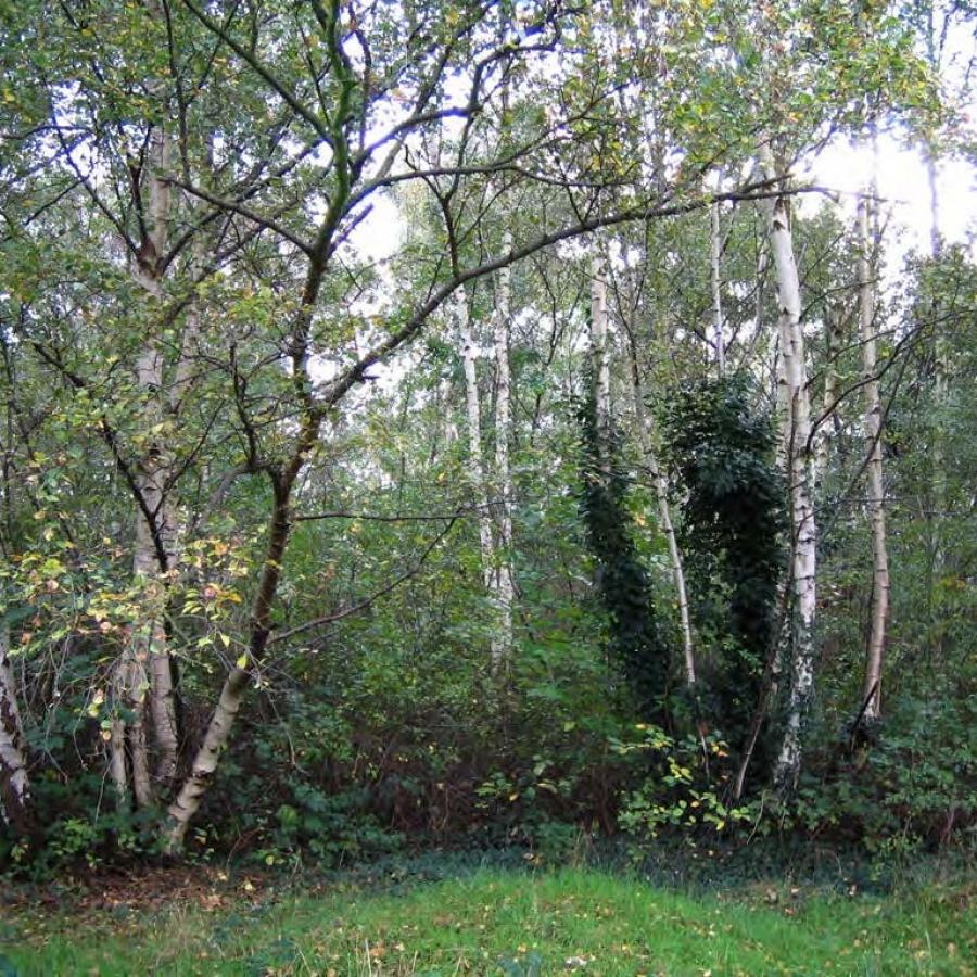 Birch woodland in Eardley Road Sidings Nature Reserve