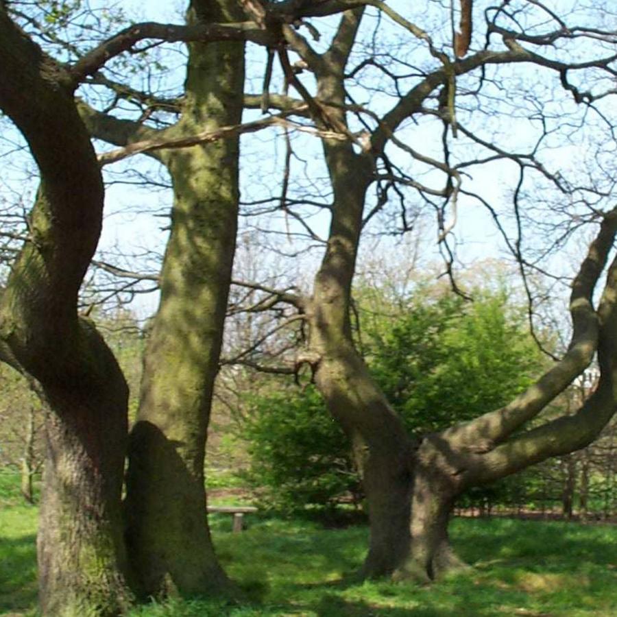 a snapshot of a tree at Lambeth Parks